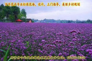 心凝形释成语接龙游戏