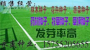 可爱的小乌龟