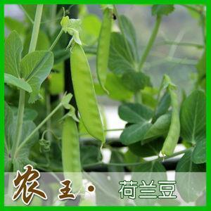放鸽子的人
