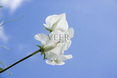 疏财尚气成语接龙游戏