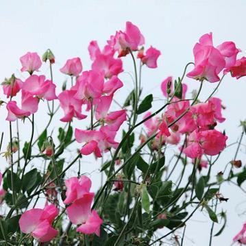 兰芷之室成语接龙游戏