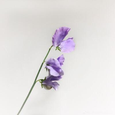 乌龟老妈