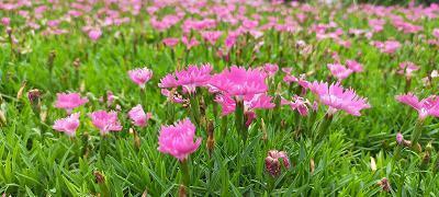 “木头人”和“逗笑人”