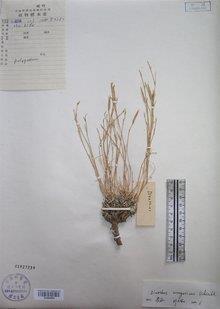 壶里乾坤成语接龙游戏
