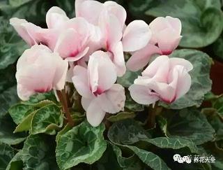 厚禄高官成语接龙游戏