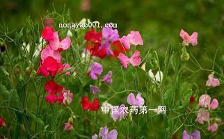 进贤进能成语接龙游戏