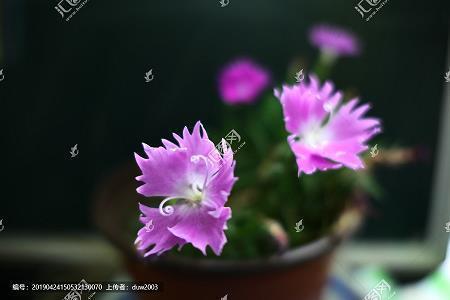 观眉说眼成语接龙游戏