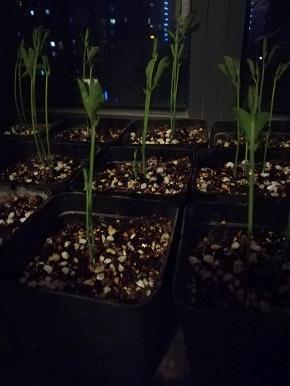 人间第一场流星雨