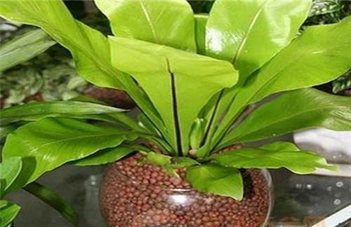 小小的我_小学生作文,四年级作文,四年级写景作文_马磊忠完美作文