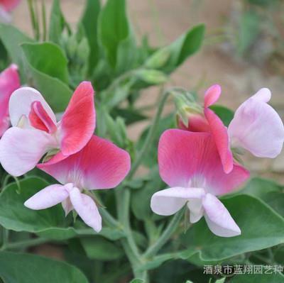 继绝存亡成语接龙游戏