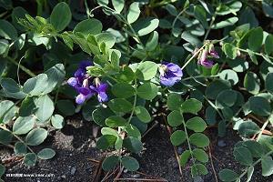 声誉鹊起成语接龙游戏