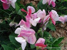 冬天的到来