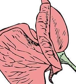 努力的昙花姑娘