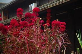 狂风骤雨成语接龙游戏