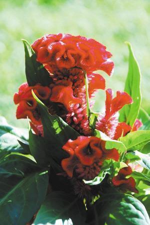 子夏悬鹑成语接龙游戏