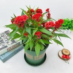 骇状殊形成语接龙游戏