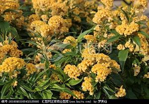 您的美，让我深深沉醉