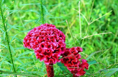 尽诚竭节成语接龙游戏