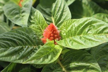 显姓扬名成语接龙游戏