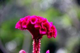 学校的梅花