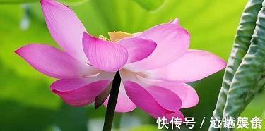 皎如日星成语接龙游戏