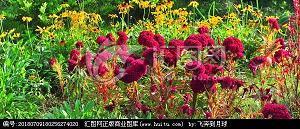 知人下士成语接龙游戏