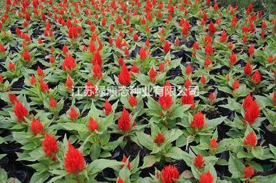 “可怜”的春游