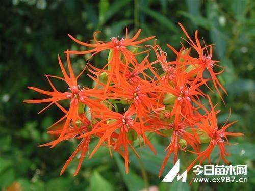 舒枝展叶造句-用舒枝展叶怎么造句