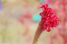 精明强干成语接龙游戏