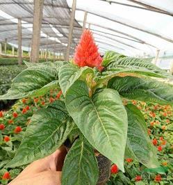 牵大虫去赴会打一成语