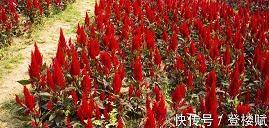 指掌可取成语接龙游戏