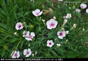 山木自寇成语接龙游戏