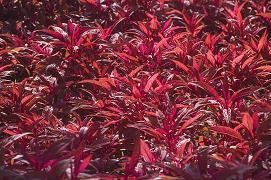 润笔之绢成语接龙游戏