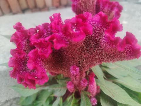 我家的花园
