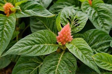 去芜存菁成语接龙游戏