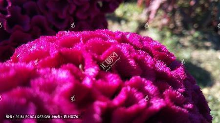 宠物和我