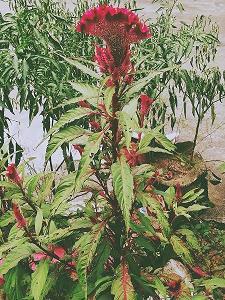 织当访婢成语接龙游戏
