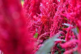 学而不厌成语接龙游戏
