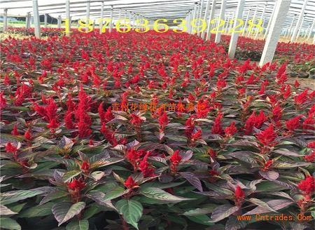 茶饭无心成语接龙游戏