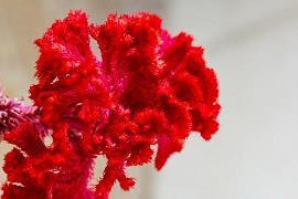 凉拌蕃茄