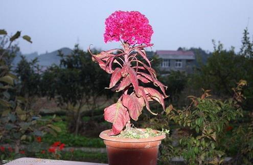中国，接过奥运圣火_小学生作文,四年级作文_关强完美作文
