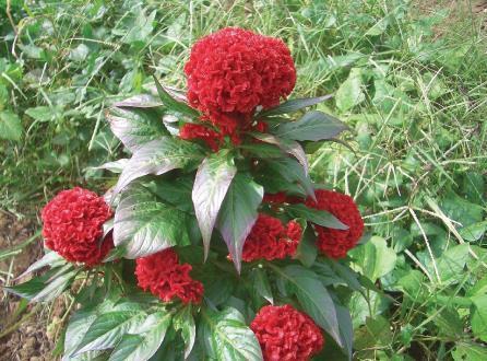 2021元旦节