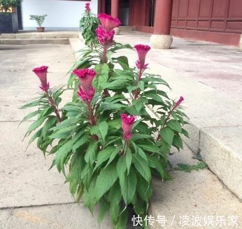 我心中的小河