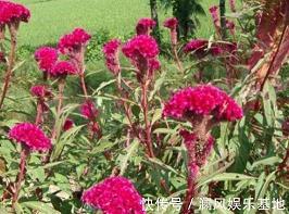 千依百顺成语接龙游戏