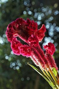 策无遗算成语接龙游戏