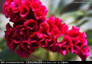 《小木偶的故事》后传