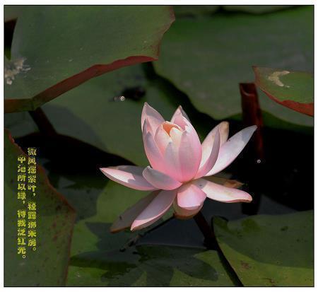 剃头师傅打一成语