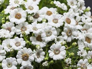 贼不空手成语接龙游戏