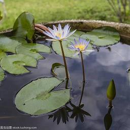 吱哩哇啦成语接龙游戏
