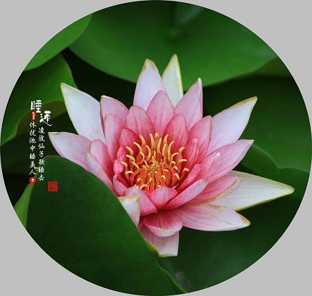 白华之怨成语接龙游戏